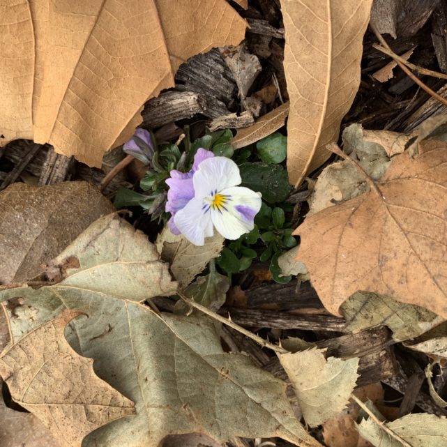 Pansy growing among dead leaves