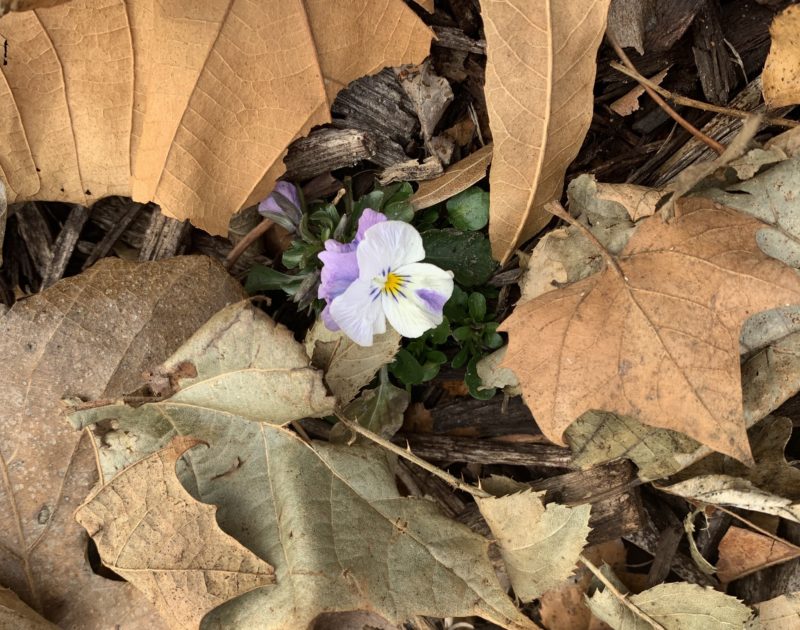 Pansy growing among dead leaves